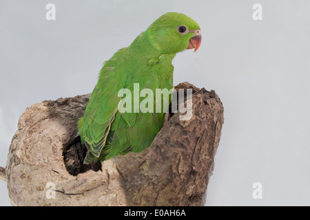 Rose-ringed or Ring-necked Parakeet (Psittacula krameri). Single 49 days old chick. Fledgling. Stock Photo
