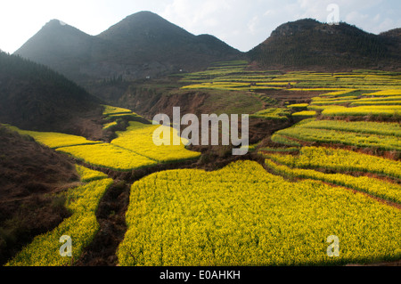 Terraced fields cascade through a valley, Luoping, Yunnan Stock Photo