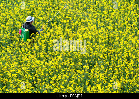 Farmer with backpack sprayer tends rapeseed crop, Luoping area, Yunnan, China Stock Photo