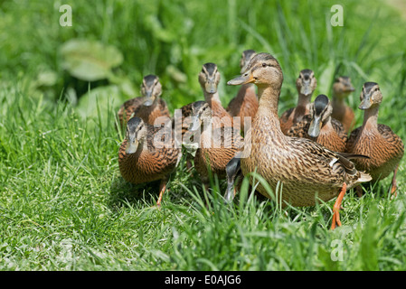 Female Mallard Duck- Anas platyrhynchos, With Her Family Of Ducklings, Spring. UK Stock Photo