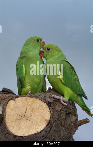 Rose-ringed or Ring-necked Parakeet (Psittacula krameri). Two sibling 55 days old chicks. Fledglings. Stock Photo