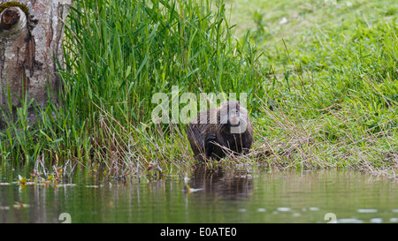 Nutria by the edge of a pond in the Springtime showing off orange teeth Stock Photo