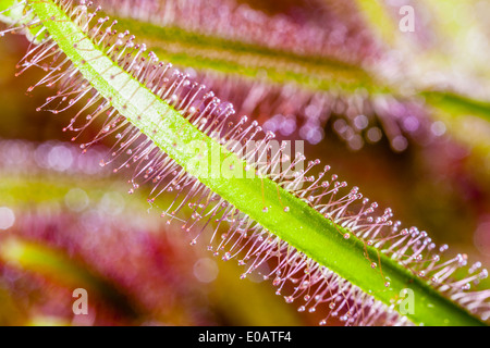 macro shot of a carnivorous plant named Drosera, often found in swamps Stock Photo