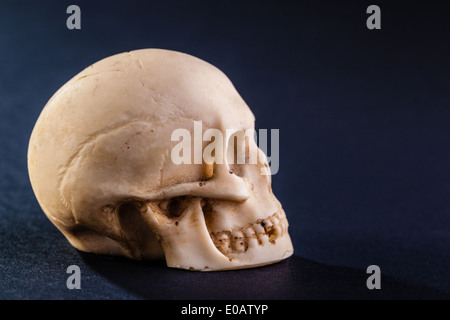 a tiny and dirty skull model made of stone Stock Photo