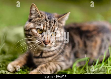 an adorable cat laying on the grass and looking at something Stock Photo