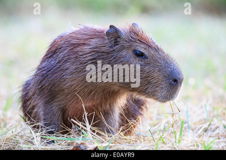 South America, Brasilia, Mato Grosso do Sul, Pantanal, Capybara, Hydrochoerus hydrochaeris Stock Photo