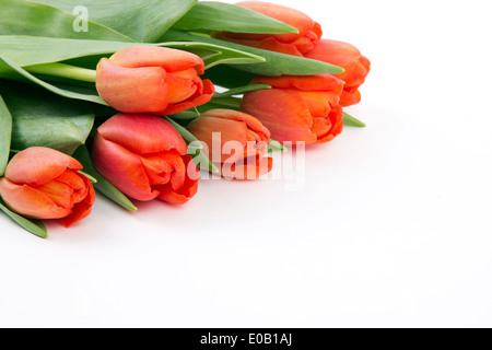 Red tulips on a white background Stock Photo