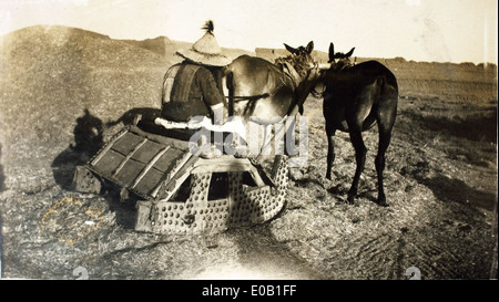 Thrashing Wheat - No improvement from the Biblical days Stock Photo