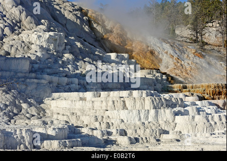 Palette Spring, Lower Terraces, Mammoth Hot Springs, Yellowstone national park, Wyoming, USA Stock Photo