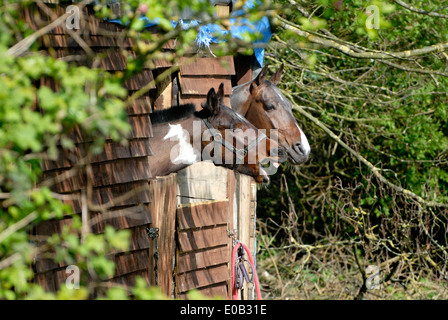 Two horses in a small stable looking out into a field Stock Photo