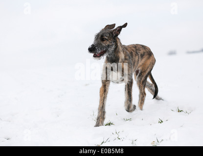 Irish Wolfhound puppy (Canis lupus familiaris) running on snow-covered meadow Stock Photo