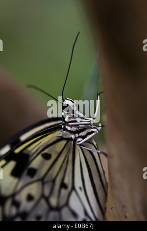 A close up of a tree nymph butterfly Nymphalidae Stock Photo