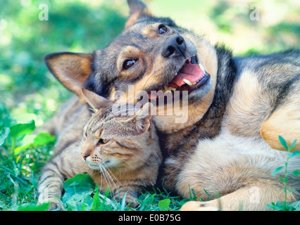 Dog and cat playing together outdoor Stock Photo