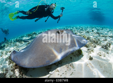 Diver observes stingray. Stock Photo