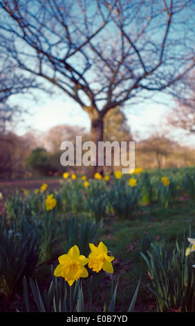 A bed of daffodils in front of a leafless tree. Stock Photo