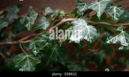 A close up of ivy growing  around a terracotta pot. Stock Photo