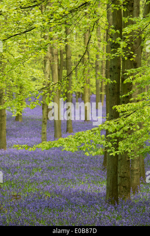 Bluebell and Beech tree woodland in the English countryside Stock Photo