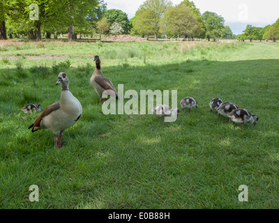 Egyptian Goose family group with goslings in sunlight beside water at Richmond Park in SW London. Stock Photo