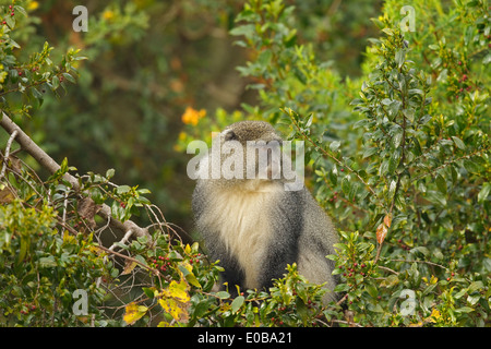 Samango monkey (Cercopithecus mitis erythrarchus) in a tree eating fruit, Mount Sheba, Mpumalanga, Stock Photo