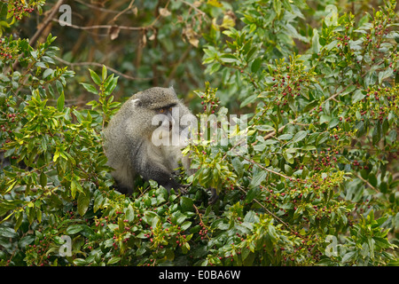 Samango monkey (Cercopithecus mitis erythrarchus) in a tree eating fruit, Mount Sheba, Mpumalanga, Stock Photo