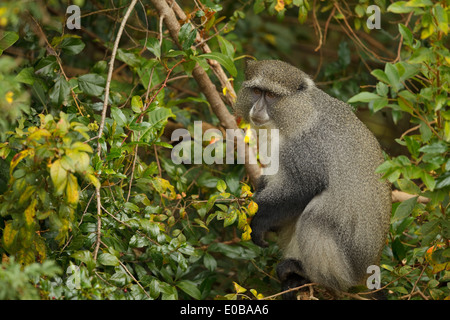 Samango monkey (Cercopithecus mitis erythrarchus) in a tree eating fruit, Mount Sheba, Mpumalanga, Stock Photo