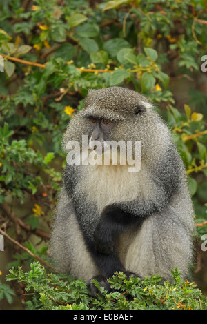 Samango monkey (Cercopithecus mitis erythrarchus) in a tree eating fruit, Mount Sheba, Mpumalanga, Stock Photo