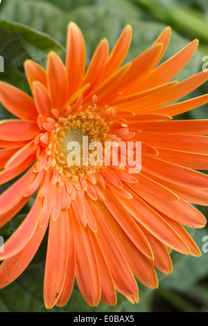 A Beautiful Orange Gerbera flower closeup Stock Photo