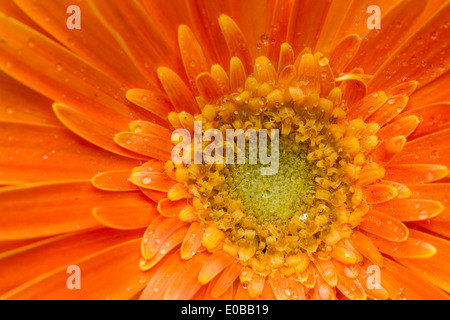 A Beautiful Orange Gerbera flower closeup Stock Photo