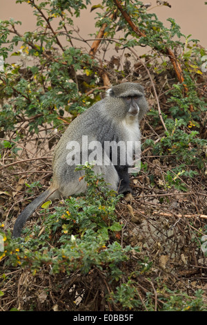 Samango monkey (Cercopithecus mitis erythrarchus) in a tree eating fruit, Mount Sheba, Mpumalanga, Stock Photo