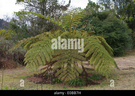 Tree fern (Cyathea sp.), Cyatheaceae Stock Photo