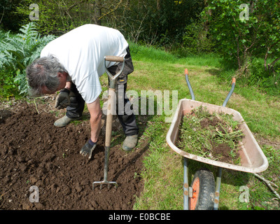 A senior old man gardener gardening with fork tool bending over digging weeding new seed bed in spring  garden in West Wales UK KATHY DEWITT Stock Photo