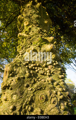 Knobbly growths on a Holly tree trunk in Holehird Gardens, Windermere, Cumbria, UK. Stock Photo