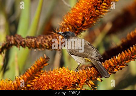 Garden Bulbul (Pycnonotus barbatus layardi),  also called Dark-capped Bulbul and Black-eyed bulbul. Earlier (Pycnonotus tricolor) Stock Photo