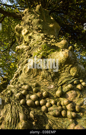 Knobbly growths on a Holly tree trunk in Holehird Gardens, Windermere, Cumbria, UK. Stock Photo