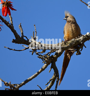 Speckled Mousebird (Colius striatus), Stock Photo