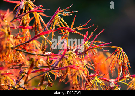 Orange leaves on an Acer or Japanese Maple in holehird Gardens, Windermere, Cumbria, UK. Stock Photo