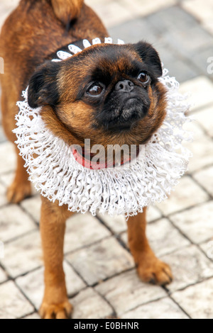 dog petit Brabancon / small Brabant Griffon Stock Photo