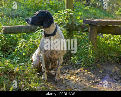 English Springer Spaniel sitting Stock Photo