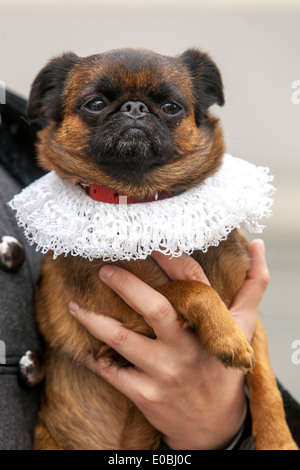 dog petit Brabancon / small Brabant Griffon Stock Photo