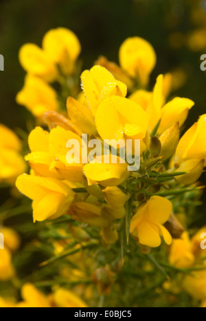 Gorse in bloom, Ironhead boat launch, Coos Bay Bureau of Land Management District, Oregon Stock Photo