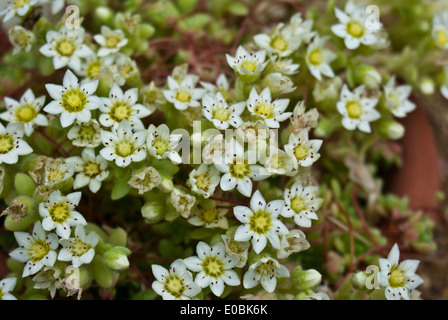 Rosularia sedoides 'Alba'. Stock Photo