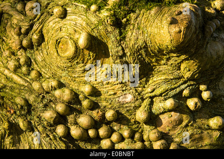 Knobbly growths on a Holly tree trunk in Holehird Gardens, Windermere, Cumbria, UK. Stock Photo