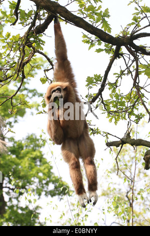 Lar Gibbon or  White-Handed gibbon (Hylobates lar) hanging from a branch while eating leaves Stock Photo