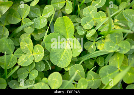 Single four leaf clover in a clover patch. Stock Photo