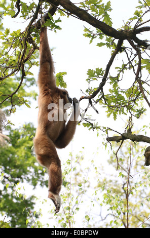 Lar Gibbon or  White-Handed gibbon (Hylobates lar) swinging in a tree and eating leaves Stock Photo