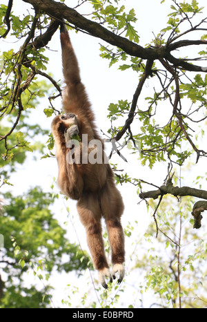 Lar Gibbon or  White-Handed gibbon (Hylobates lar) hanging from a branch and eating foliage Stock Photo