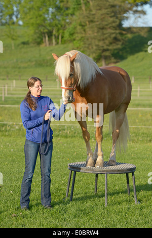 Haflinger horse standing on a pedestal Stock Photo