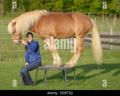 Haflinger horse standing on a pedestal Stock Photo