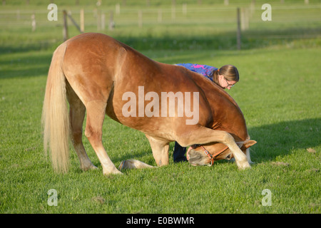 Haflinger horse doing compliment in a meadow Stock Photo