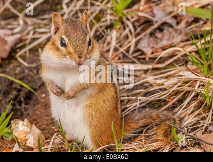 A Chipmunk perched in the grass looking at the camera.